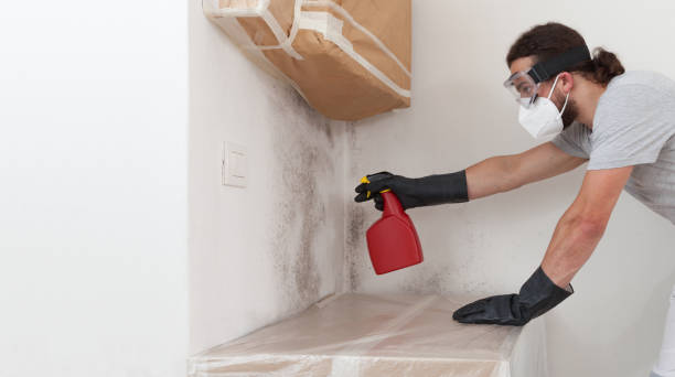 Basement Mold Remediation treatment on basement walls in Farmville